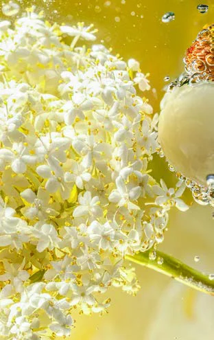 Flor de saúco y lichi